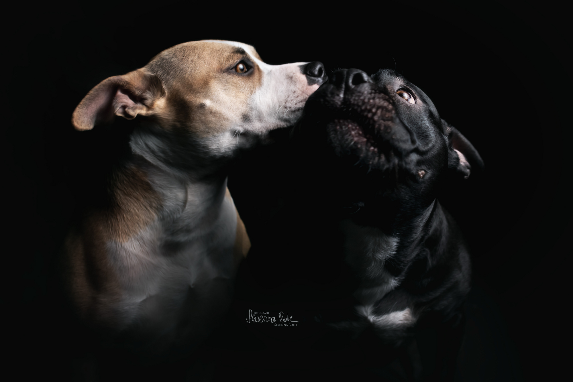 Tierfoto