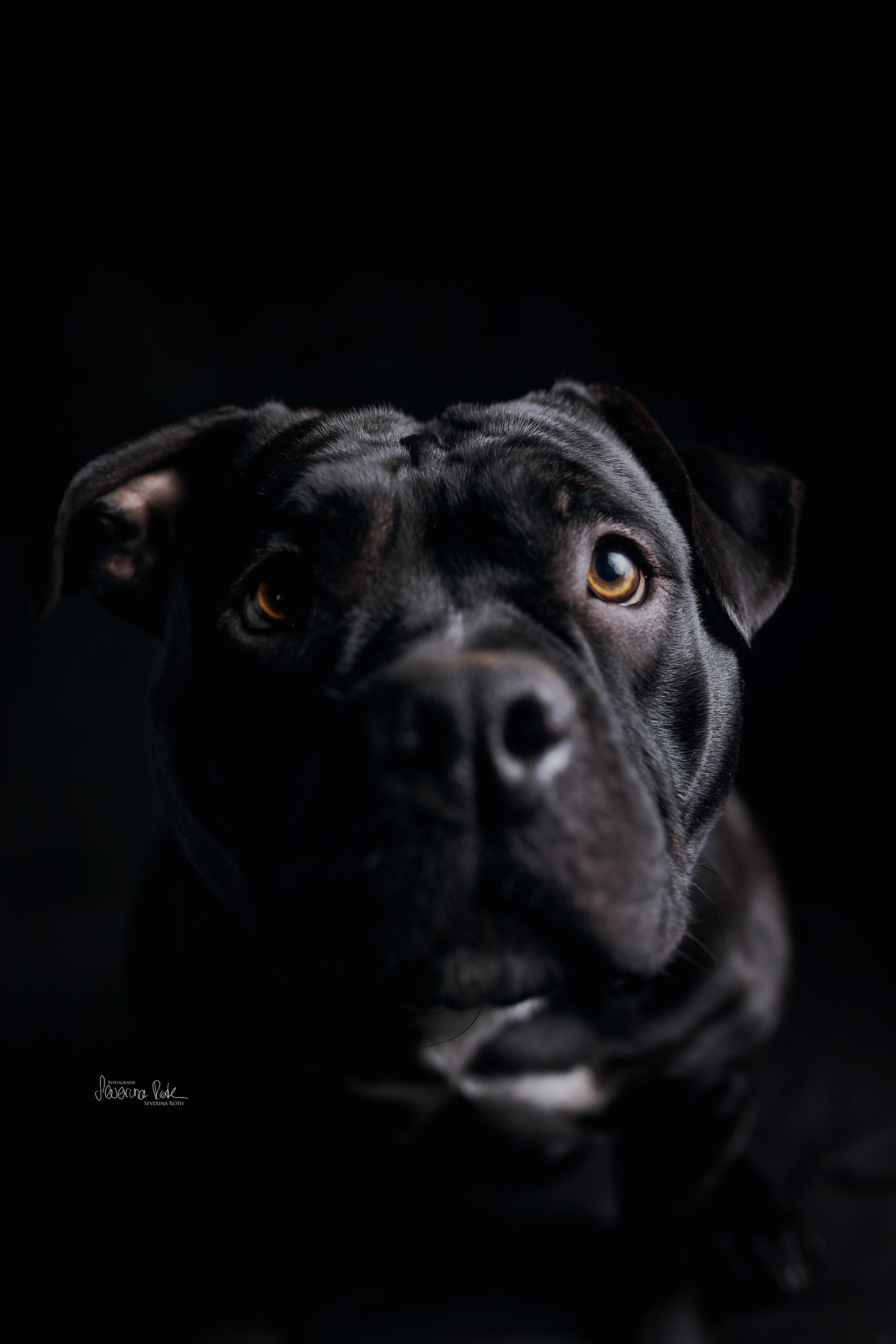Tierfoto