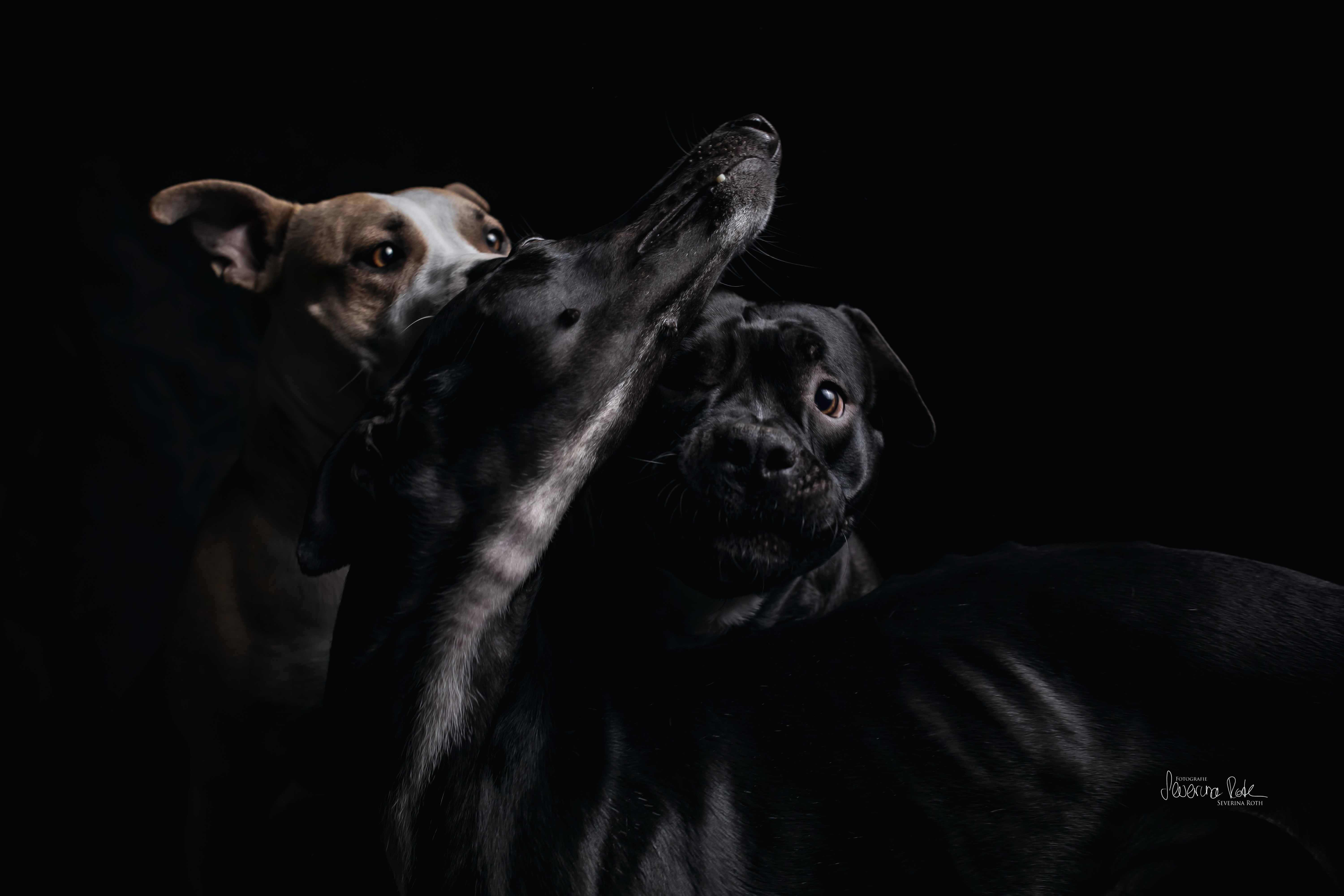 Studio-Portrait eines dunklen Hundes im warmen Streiflicht, der ruhig nach oben blickt
