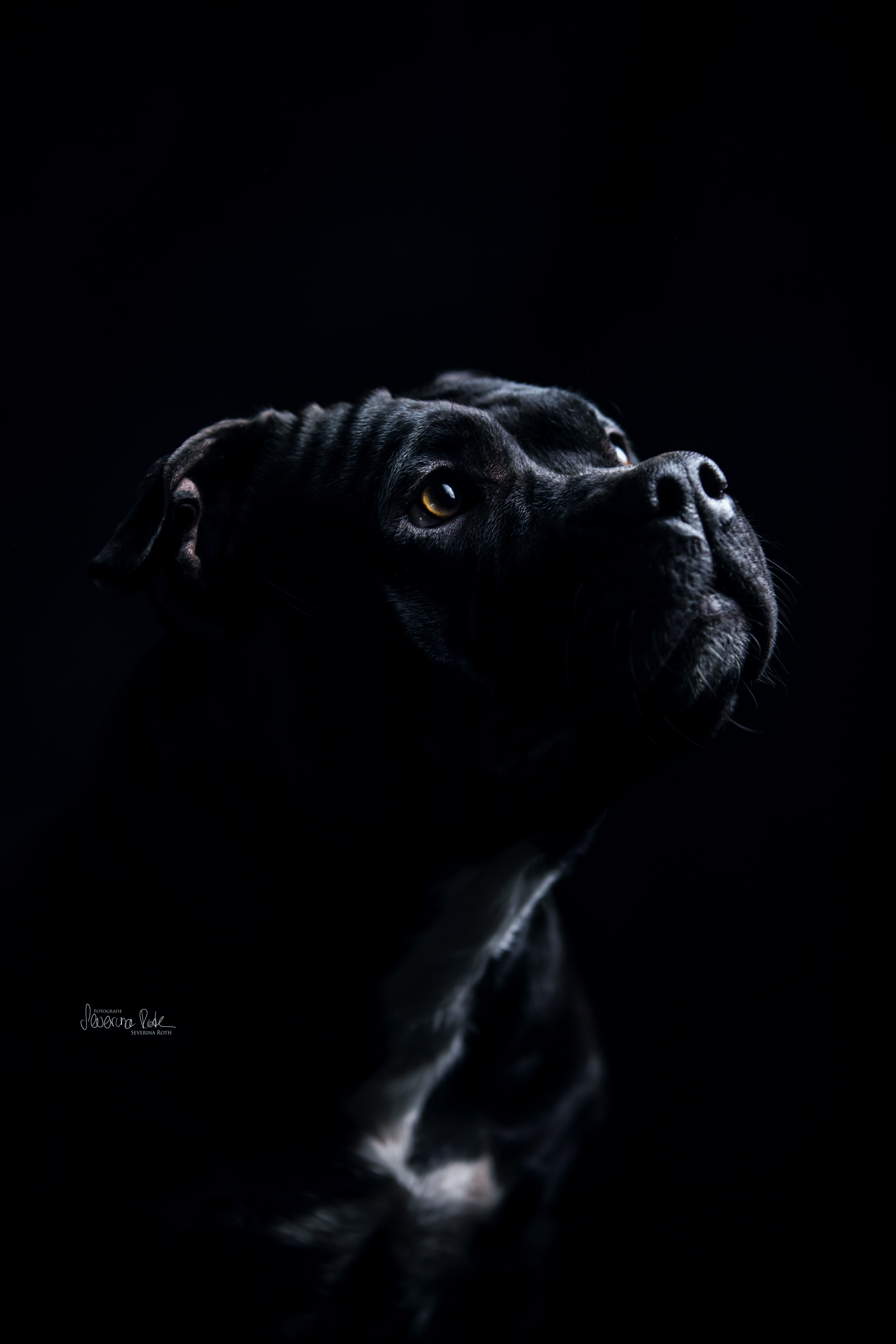 Tierfoto