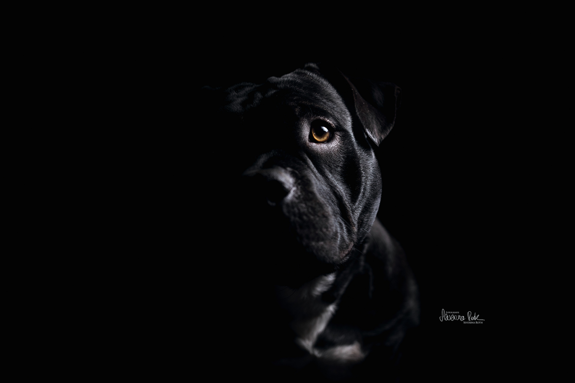 Tierfoto
