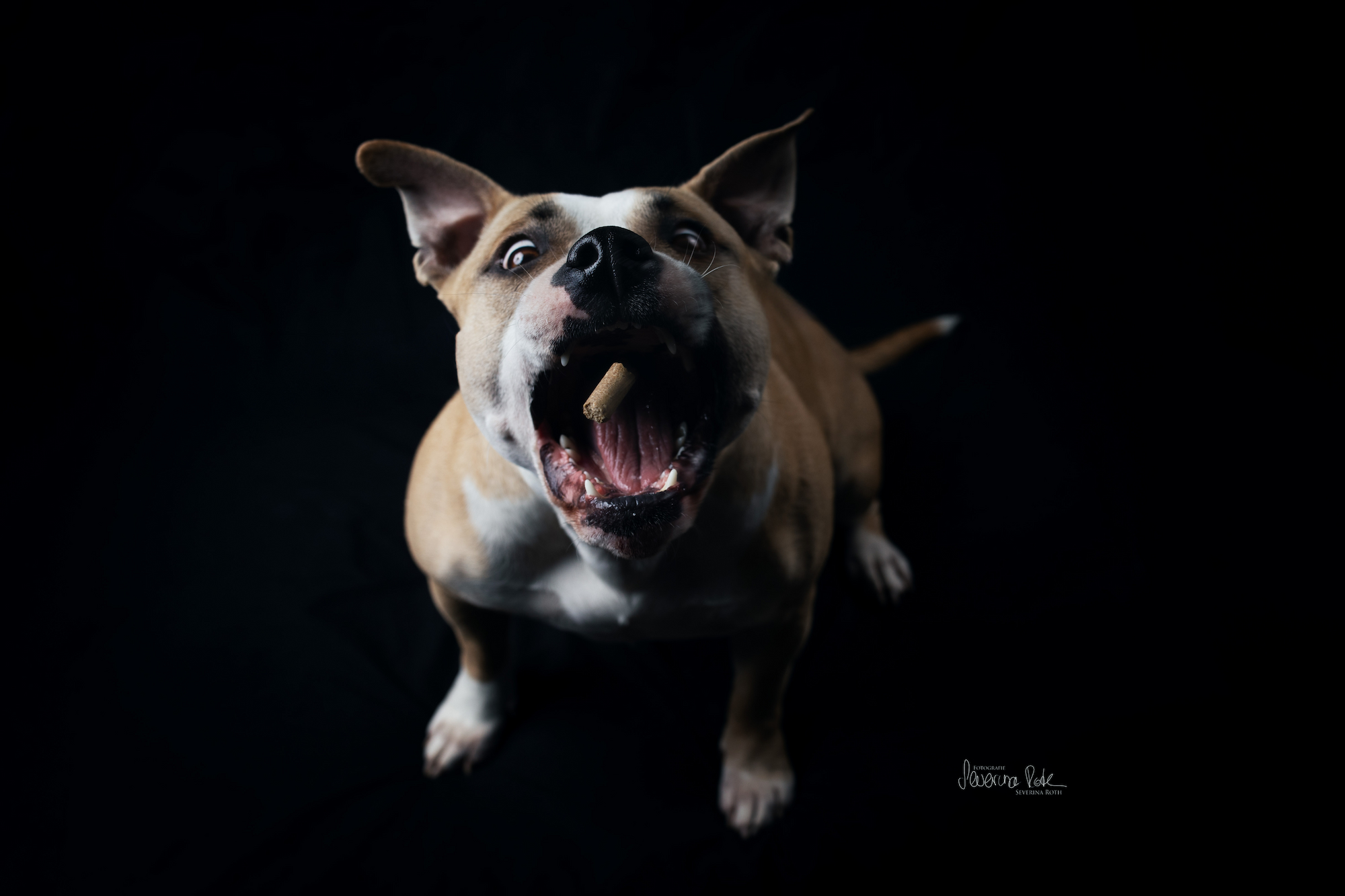 Tierfoto